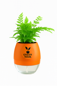 Araucaria plant live air purifying indoor plant with self watering pot.