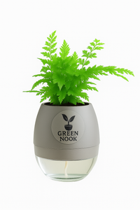 Araucaria plant live air purifying indoor plant with self watering pot.