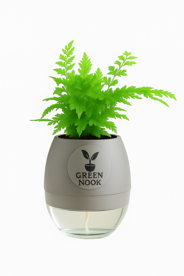 Araucaria plant live air purifying indoor plant with self watering pot.