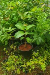 mangosteen plant 2 to 3 feet lowest price Guaranteed.