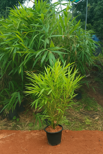 Golden Bamboo Plant- lowest price guarantee