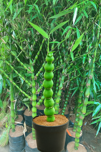 Budha bamboo 2 to 3 feet Lowest price Guaranteed