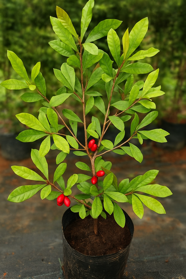 Miracle fruit Plant 2 feet Lowest price guaranteed.