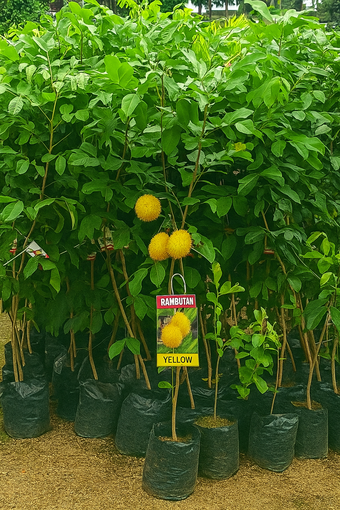 rambutan Plant 2 feet lowest price guaranteed