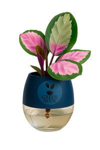 The paradise calathea roseopicta "Rosy' live indoor house hold plant with self watering pot.