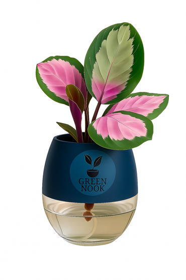 The paradise calathea roseopicta "Rosy' live indoor house hold plant with self watering pot.