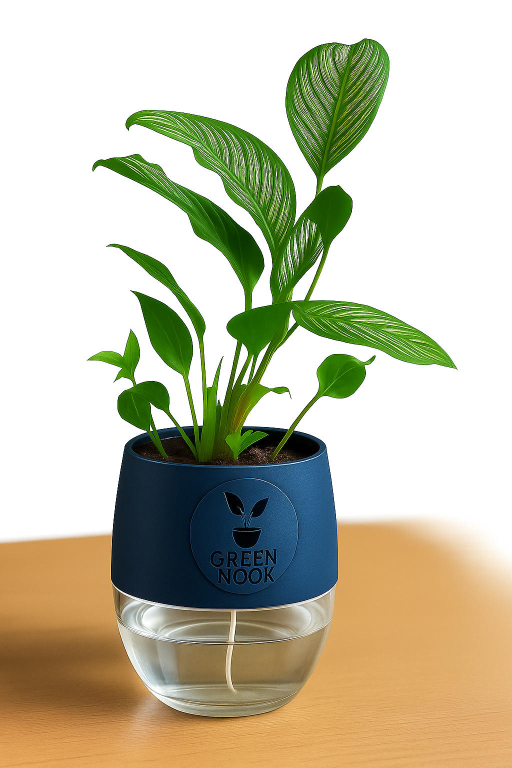 Pin stripe Calathea Vittate | Calathea Elliptica rare natural live indoor plant with self watering pot.