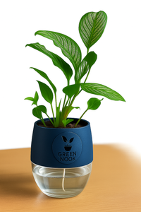 Pin stripe Calathea Vittate | Calathea Elliptica rare natural live indoor plant with self watering pot.