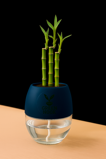 Lucky bamboo Plant with self watering pot.