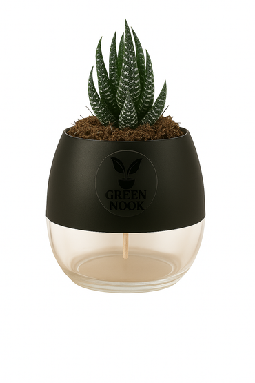 Zebra Haworthia succulent plant live indoor plant with self watering pot.