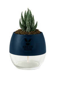 Zebra Haworthia succulent plant live indoor plant with self watering pot.