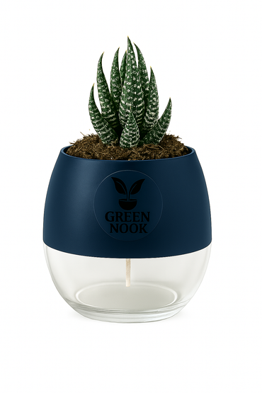 Zebra Haworthia succulent plant live indoor plant with self watering pot.