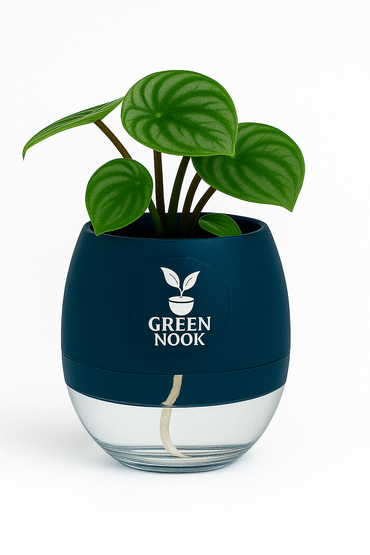 Peperomia Watermelon live indoor plant with self watering pot.