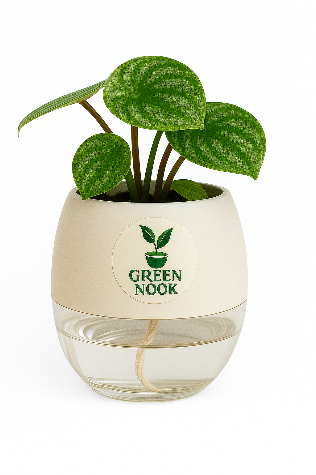 Peperomia Watermelon live indoor plant with self watering pot.