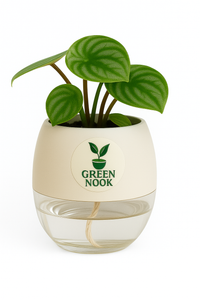 Peperomia Watermelon live indoor plant with self watering pot.