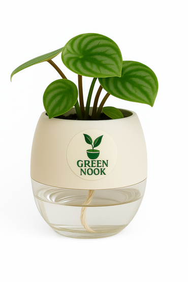 Peperomia Watermelon live indoor plant with self watering pot.