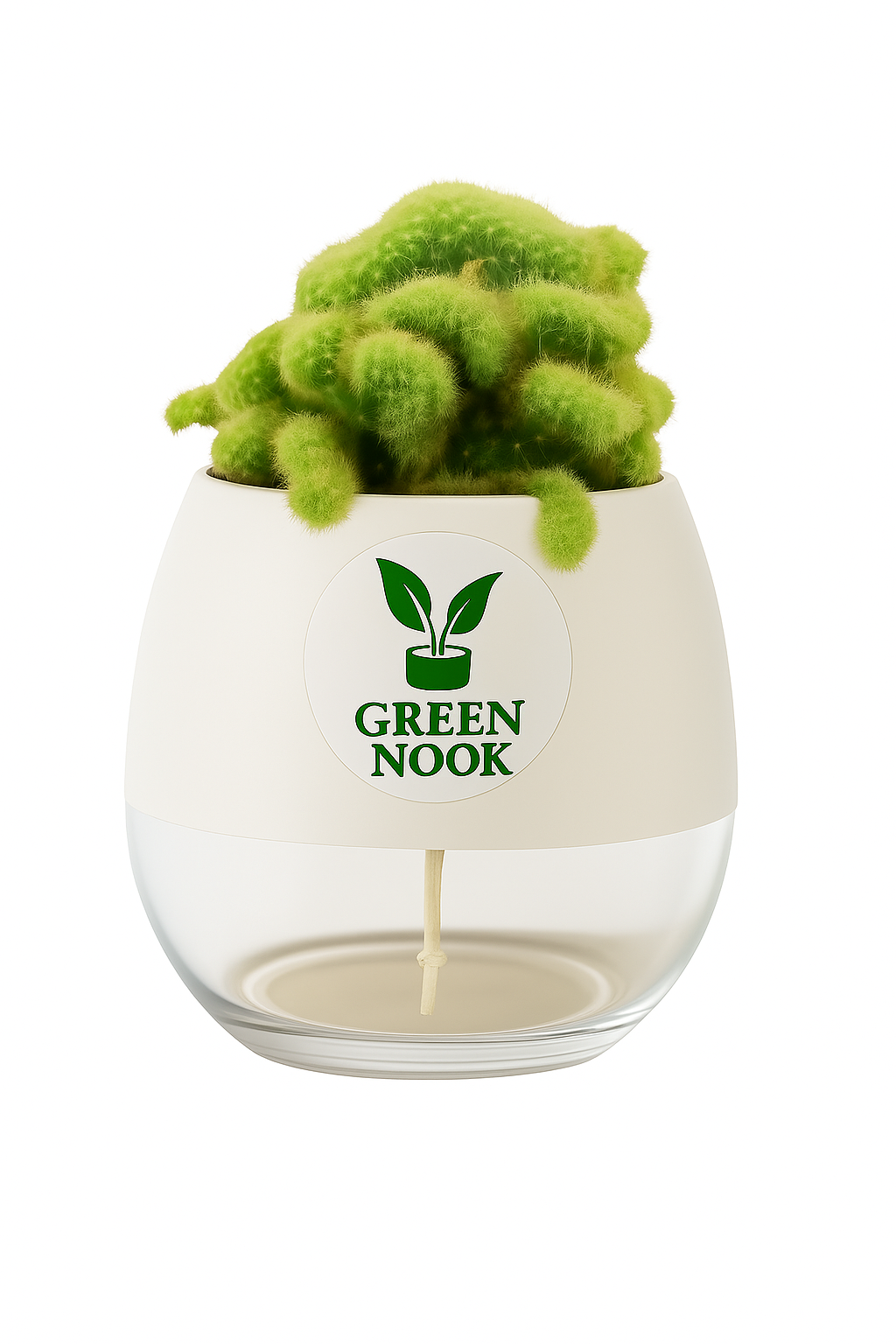 Cactus plants live air  purifying indoor plant with self watering pot