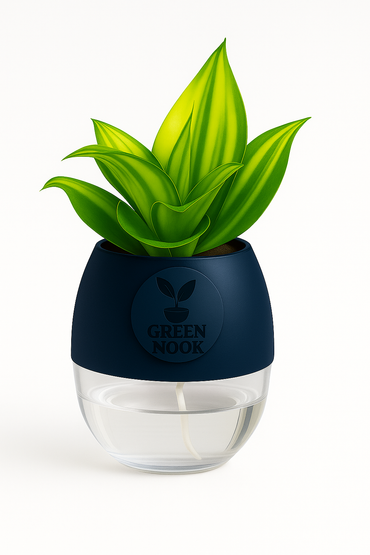 Sansevia green with golden snake plant live indoor plant with self watering pot.
