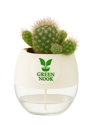 Noto Cactus rutilant plant live indoor plant with self watering pot.