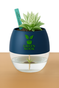 Haworthia retusa plant live indoor plant with self watering pot.