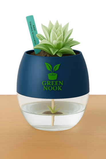 Haworthia retusa plant live indoor plant with self watering pot.