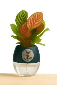 Calathea Peacock Makoyana plant live air  purifying indoor plant with self watering pot.