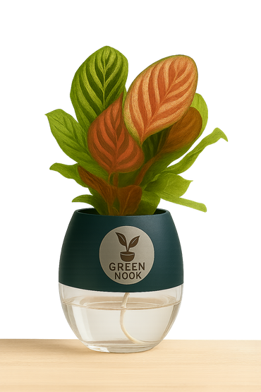 Calathea Peacock Makoyana plant live air  purifying indoor plant with self watering pot.