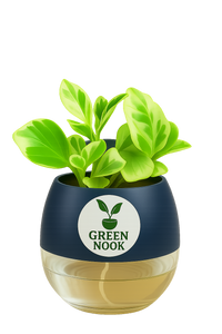 Peperomia Variegated plant live air purifying indoor plant with self watering pot.