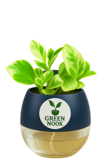 Peperomia Variegated plant live air purifying indoor plant with self watering pot.