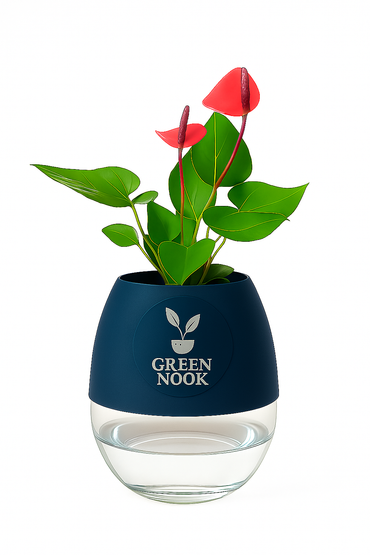 Anthurium Red plant flamingo flower plant live air purifying indoor plant with self watering pot.