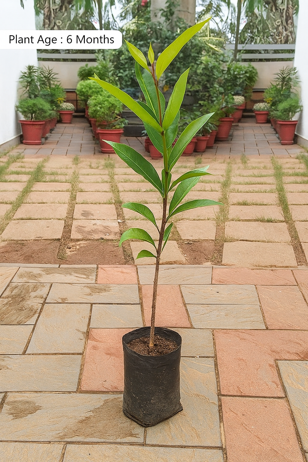 Wax Apple (Chamba) Fruit Plant – Hybrid Variety for Early Fruiting
