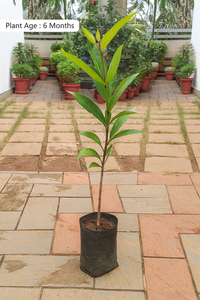 Wax Apple (Chamba) Fruit Plant – Hybrid Variety for Early Fruiting
