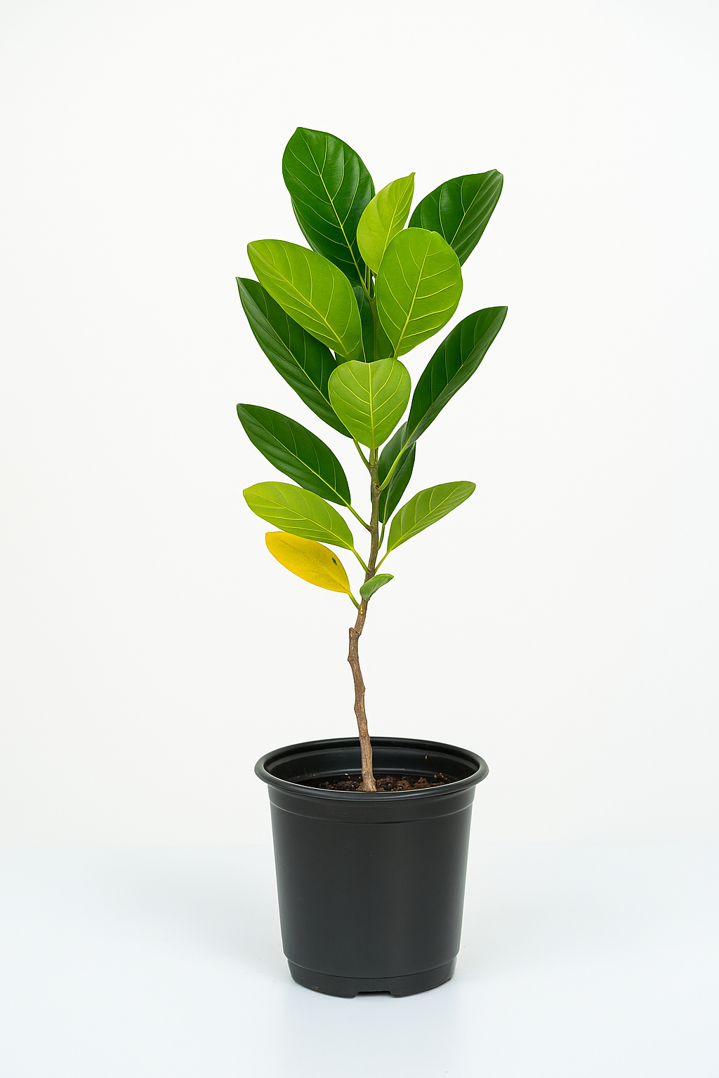 Hybrid Type Jack Fruits Plants-1 to 2 feet