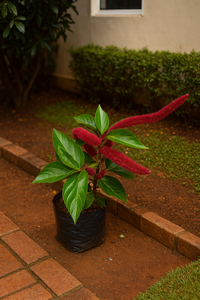 Catstail (Kolivalan) Plant 1 feet