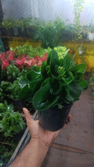 Bear Paw Kalanchoe Succulent Crassula natural live indoor plant with self watering pot.