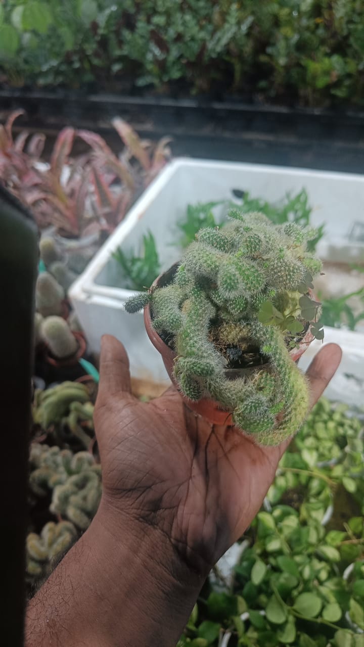 Cactus plants live air  purifying indoor plant with self watering pot.