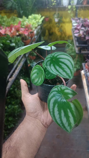 Peperomia Watermelon live indoor plant with self watering pot.