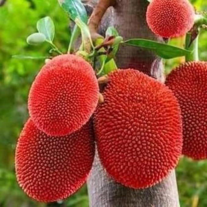 Hybrid Type Jack Fruits Plants-1 to 2 feet