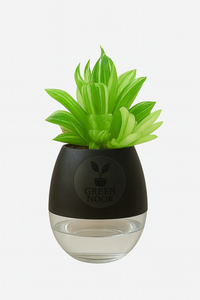 Haworthia limiforia plant live air  purifying indoor plant with self watering pot.