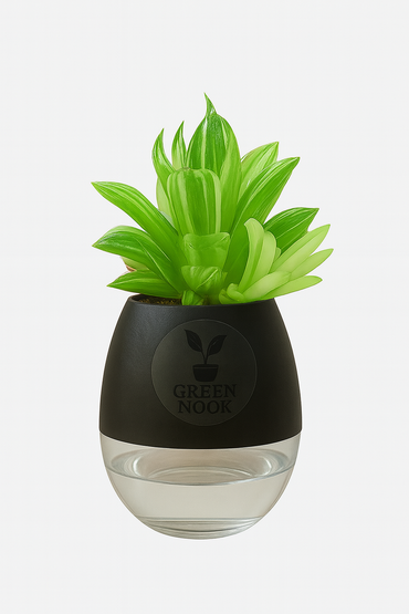Haworthia limiforia plant live air  purifying indoor plant with self watering pot.