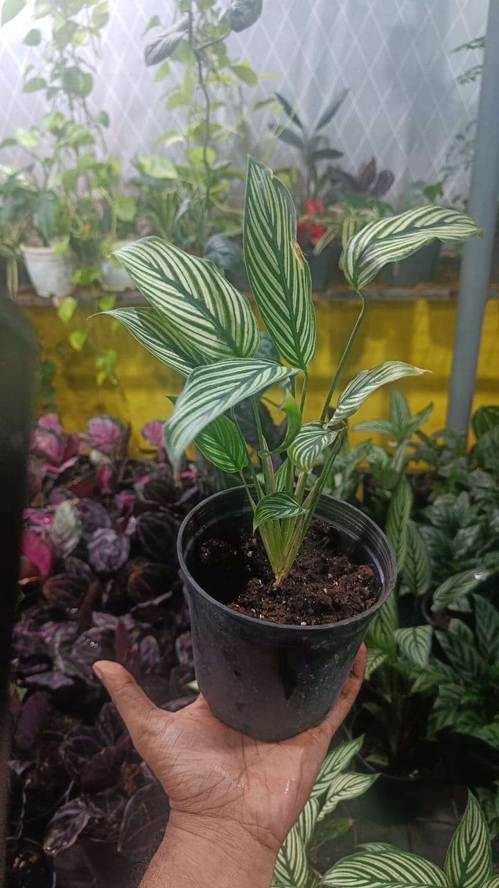 Pin stripe Calathea Vittate | Calathea Elliptica rare natural live indoor plant with self watering pot.