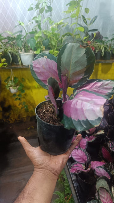 The paradise calathea roseopicta "Rosy' live indoor house hold plant with self watering pot.