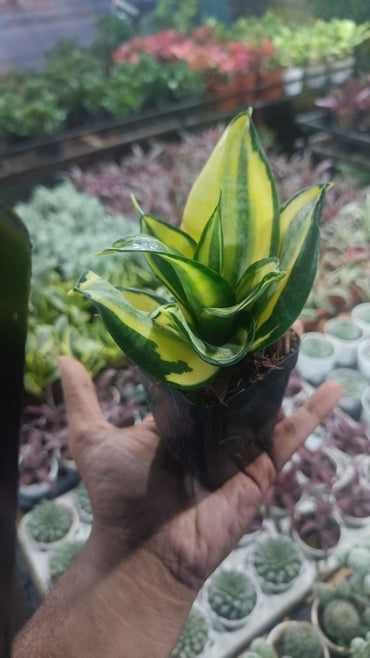 Sansevia green with golden snake plant live indoor plant with self watering pot.