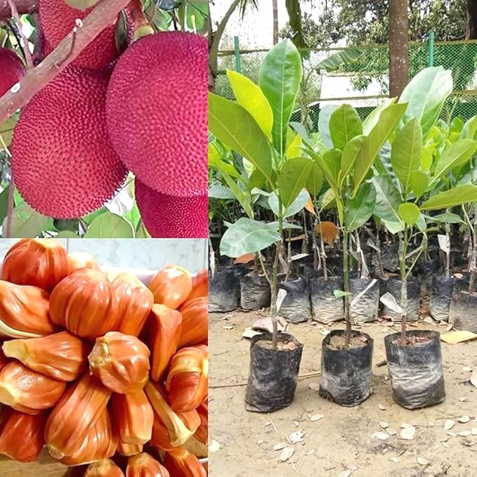 Hybrid Type Jack Fruits Plants-1 to 2 feet