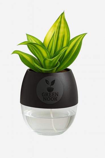 Sansevia green with golden snake plant live indoor plant with self watering pot.