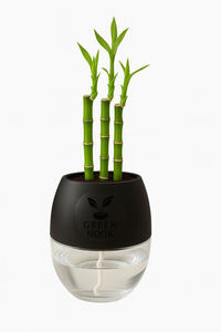 Lucky bamboo Plant with self watering pot.