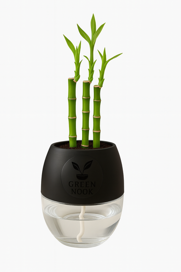 Lucky bamboo Plant with self watering pot.