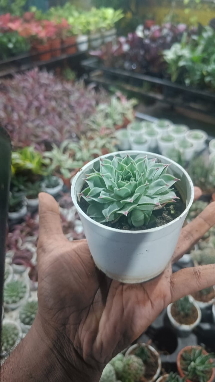 original Lakshmi Kamal indoor plant with self watering pot vasthu plant.