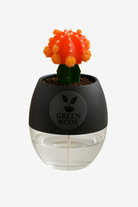 moon cactus plant live indoor plant with self watering pot.