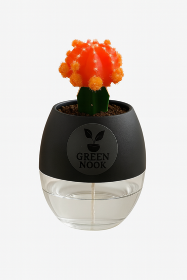 moon cactus plant live indoor plant with self watering pot.